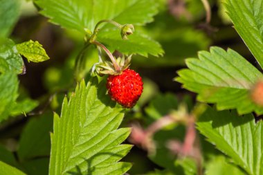 A small strawberry growing in a bush.