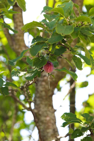 Plum hanging on a tree with sap hanging down from it.