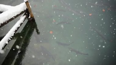Kışın İsviçre 'de Blausee' nin şeffaf sularında yüzen balıklar. İsviçre Alplerinde yer alan ve ormanlarla çevrili güzel bir göl.