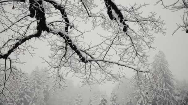 Zmrzlé Ledové Větve Stromů Zimě Zblízka Pohled Větve Pokryté Sněhem — Stock video