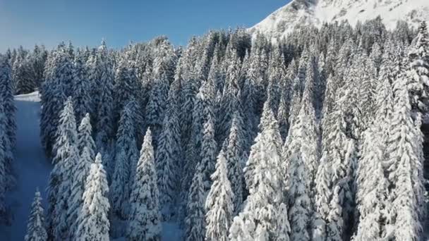 瑞士阿尔卑斯山山坡附近有许多松树被雪覆盖着 无人机的空中录像 — 图库视频影像