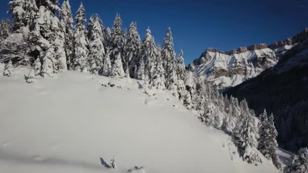 Drohne Fliegt Sehr Nah Verschneiten Bäumen Den Schweizer Alpen Schöne — Stockvideo