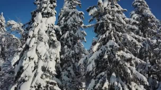 Rendkívül Közel Havas Fák Svájci Alpokban Gyönyörű Hegyek Télen Légi — Stock videók