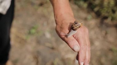 Bir adam elinde salyangoz çiftliğinde yetiştirdiği bir salyangoz tutuyor. Salyangoz kolajen içerir ve çok yararlı bir kozmetik etkisi vardır. Kapat.