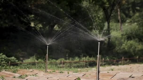 Bewässerung Auf Einer Schneckenfarm Bewässerung Von Schnecken Mit Wasser Auf — Stockvideo