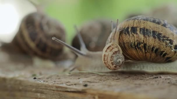 年轻的小蜗牛爬到另一只又大又老的蜗牛上 近距离培育食虫的概念 — 图库视频影像