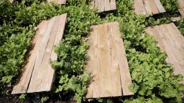 屋外で繁殖カタツムリのための木製デッキと春の夏の風景に沿ってパニング カタツムリの農場 ブドウのための給餌ヘリックスザリガニカタツムリ — ストック動画