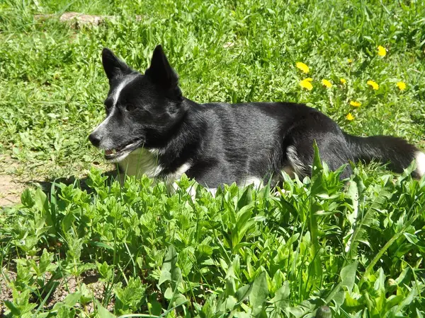 Çimenlerin üzerinde oturan siyah beyaz köpek