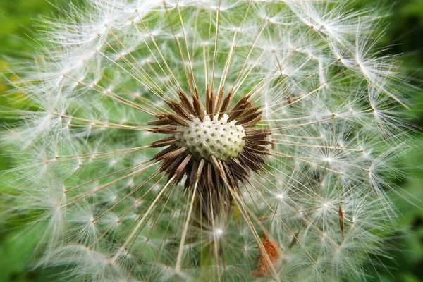 macro view of a white dandelion on a green lawn