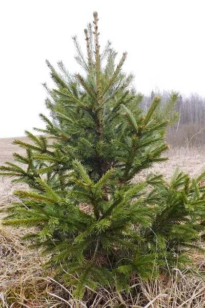 Arkasında kar olan çam ağacı