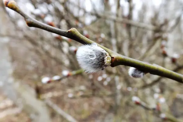 Ağaçtaki bahar çiçekleri