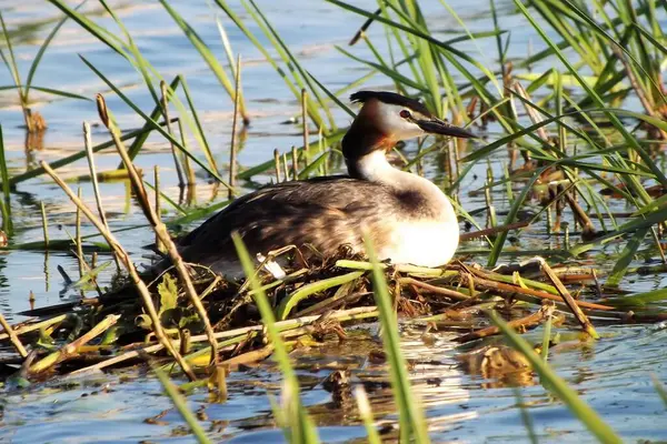 a pair of wild duck on a pond