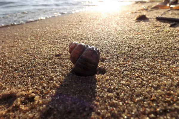 Sahilde deniz kabuğu