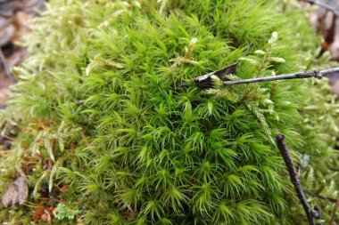 Ağaçta yeşil yosun