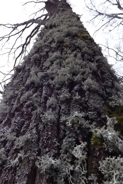 Ağaçlı ve karlı güzel bir manzara.