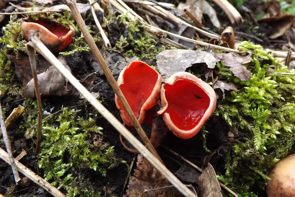 red mushroom growing on the stump.