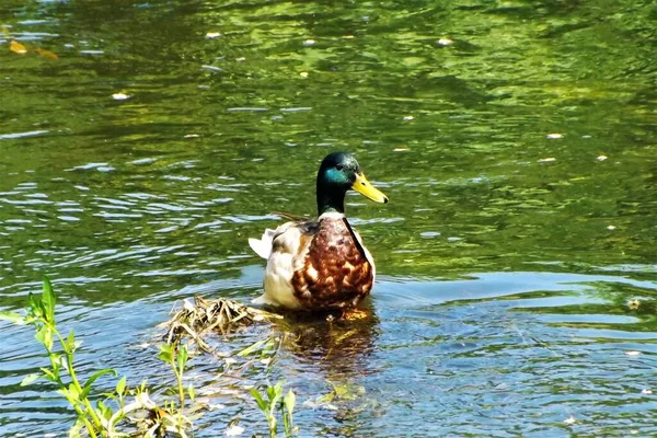 duck swims on a water surface