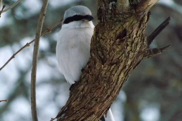 Ağaçtaki bir kuş.