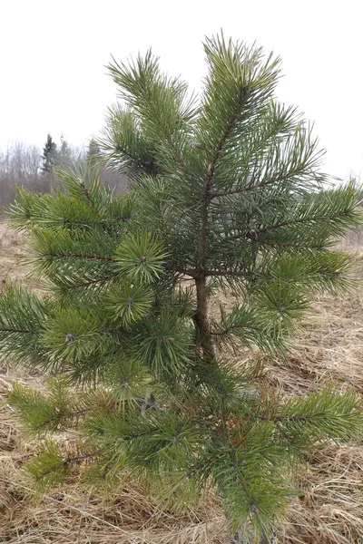 spruce branches and pine needles. beautiful coniferous forest, green grass