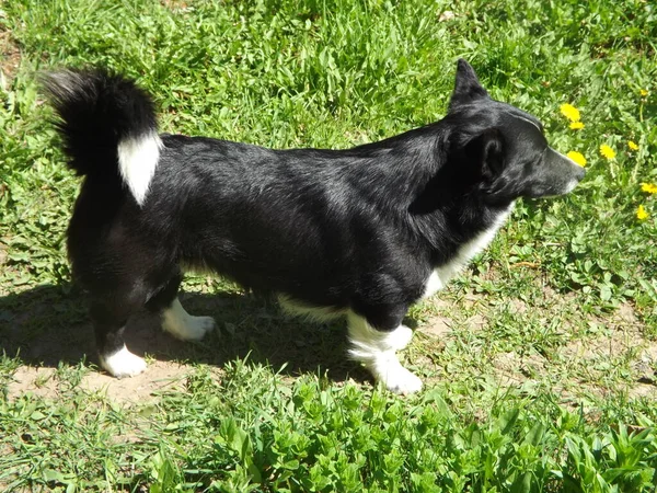 Siyah ve beyaz köpek çimlerin üzerinde yatıyor.