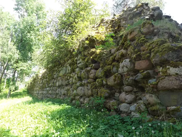 Siyah ve beyaz köpek çimlerin üzerinde yatıyor.