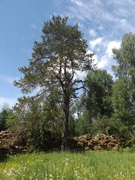 Siyah ve beyaz köpek çimlerin üzerinde yatıyor.