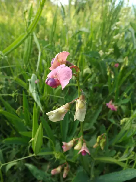 Siyah ve beyaz köpek çimlerin üzerinde yatıyor.
