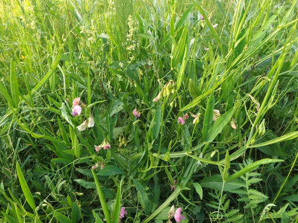 Siyah ve beyaz köpek çimlerin üzerinde yatıyor.