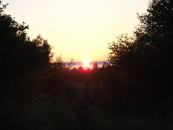 Siyah ve beyaz köpek çimlerin üzerinde yatıyor.