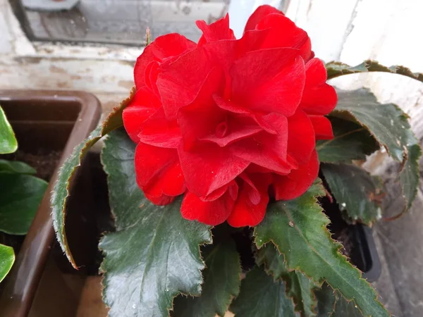 red rose on the windowsill