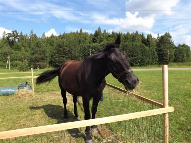 Tarladaki güzel at.