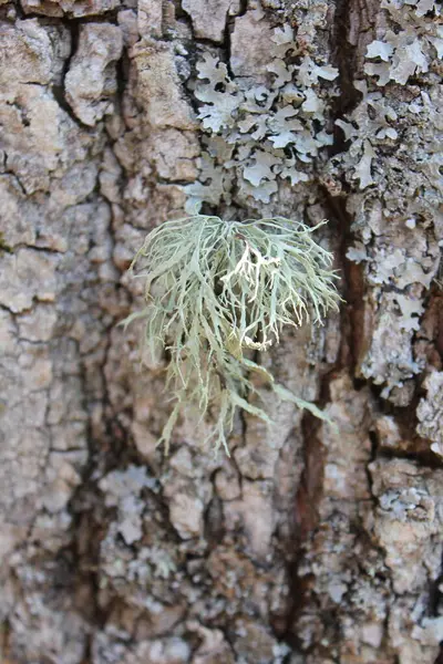Ağaç kabuğu, görüntüyü kapat