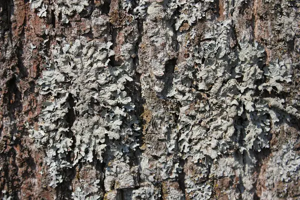 Bir ağaç kabuğuna yakın.