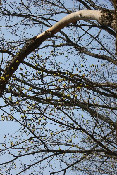 Ormandaki ağaç dalları