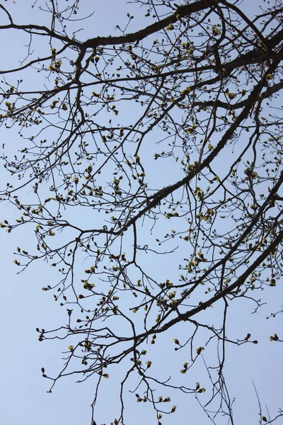 Ağaç dalları, bitki örtüsü ve doğa