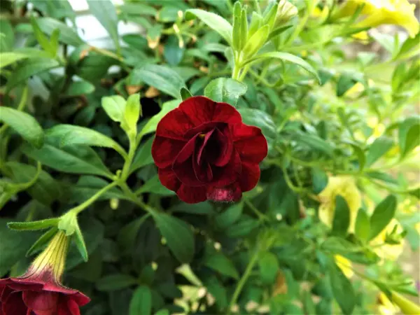 Bahçede kırmızı bir gül