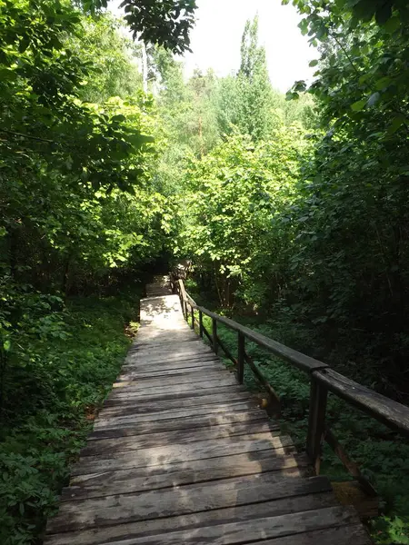 Güzel orman manzarası, seyahat