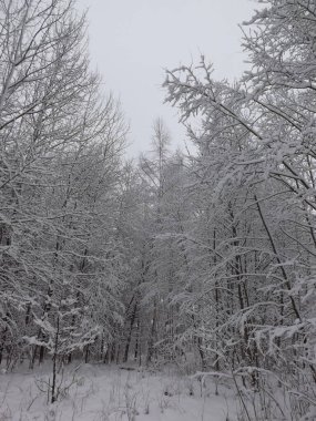 Karla kaplı ağaçlarla kaplı kış manzarası