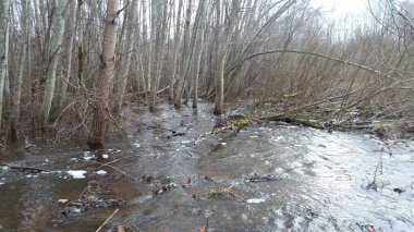 Doğadaki güzel ağaç.