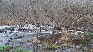 Doğadaki güzel ağaç.