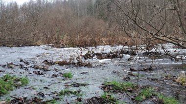 Doğadaki güzel ağaç.