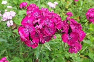 Bahçedeki güzel çiçekler