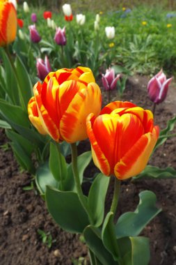 Bahçedeki güzel laleler