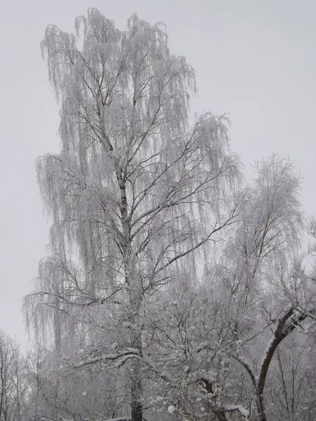 Karla kaplı ağaçlarla kaplı kış manzarası