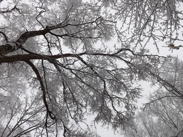 Ormandaki ağaç dalları