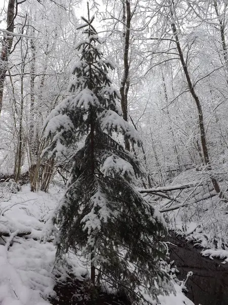 Karla kaplı ağaçlarla kaplı kış ormanı