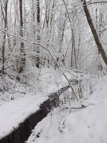 Karla kaplı ağaçlarla kaplı kış ormanı