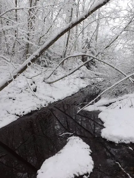 Ormanda karla kaplı ağaçlar