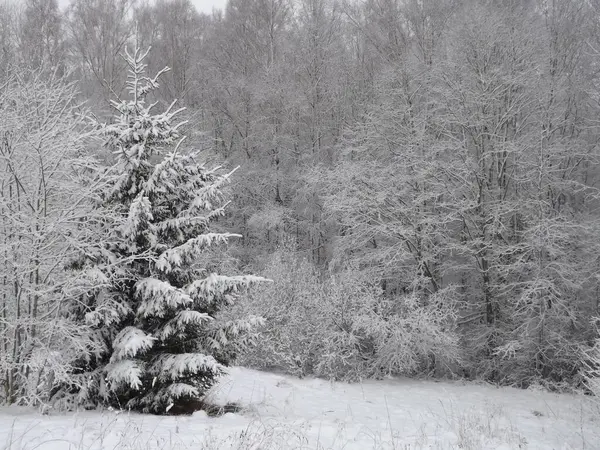 Karla kaplı ağaçlarla kaplı kış ormanı