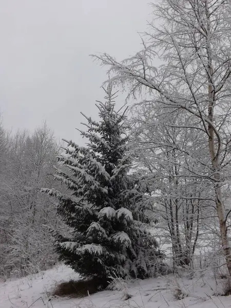 Doğadaki güzel ağaç.